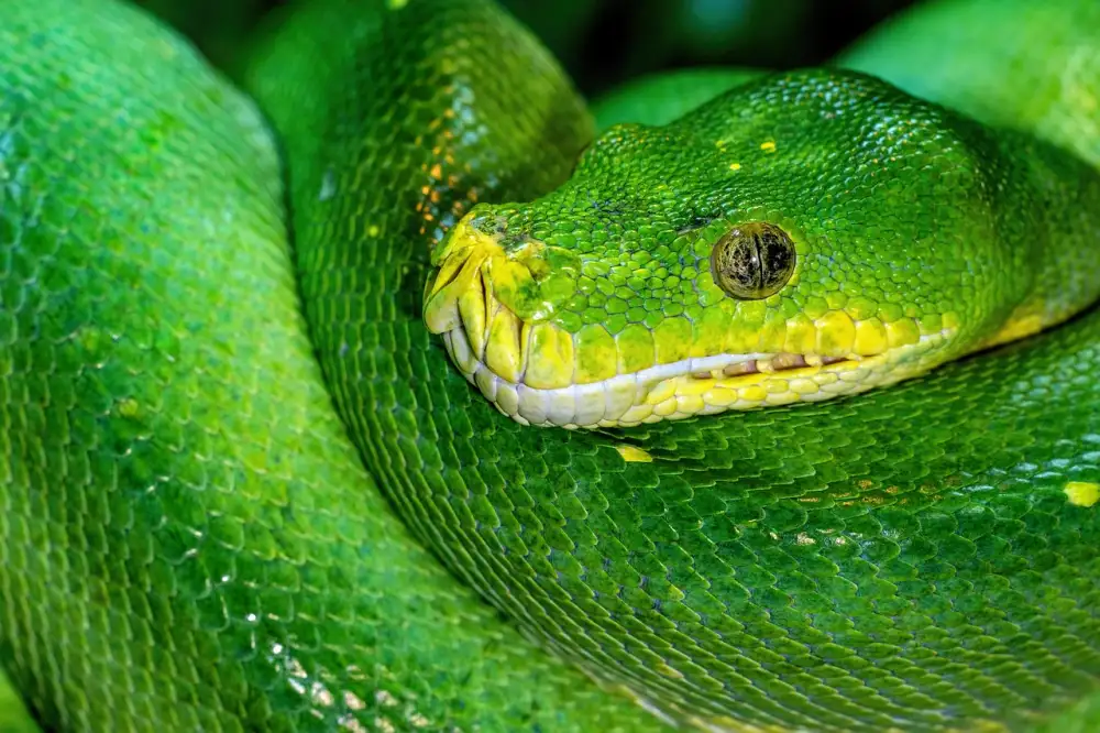 Python Dictionary
